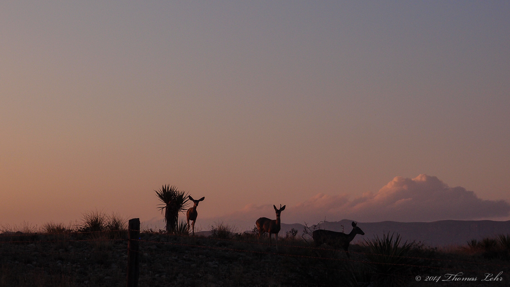 in a pang of birdsong,