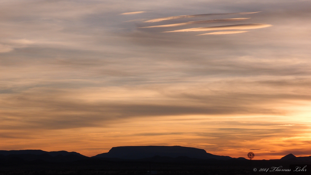 It is a willow when summer is over,
