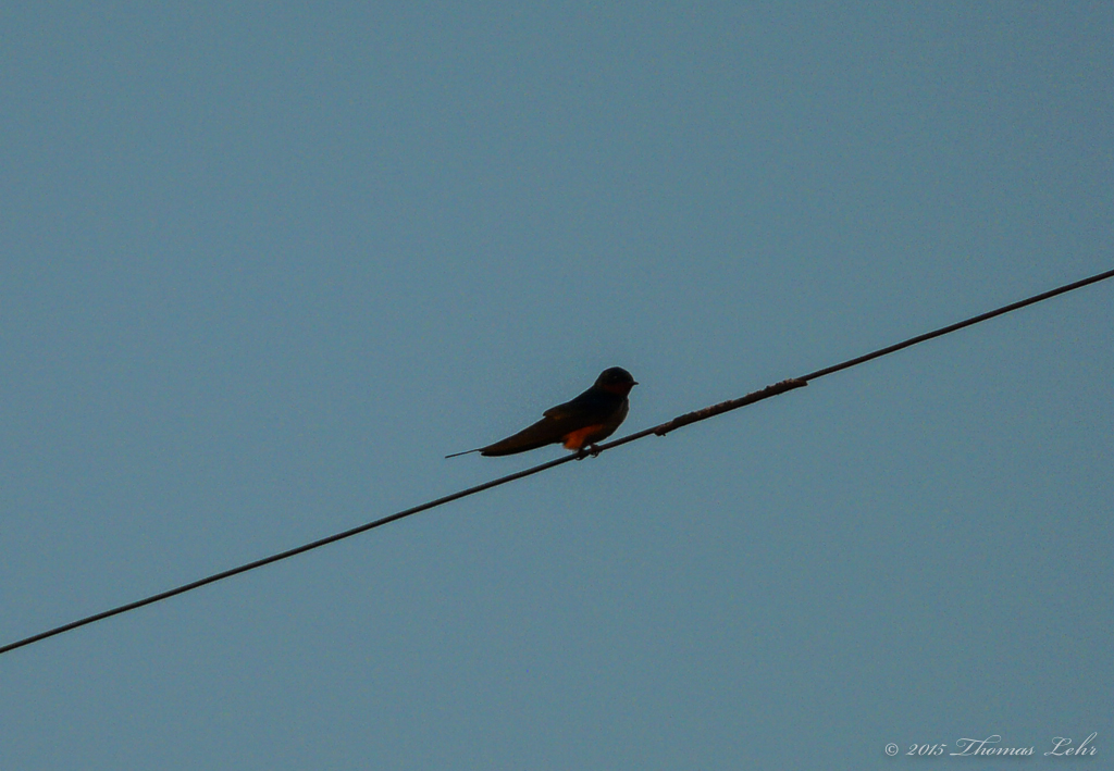 He fell that morning, Daedalus-like, into the sea