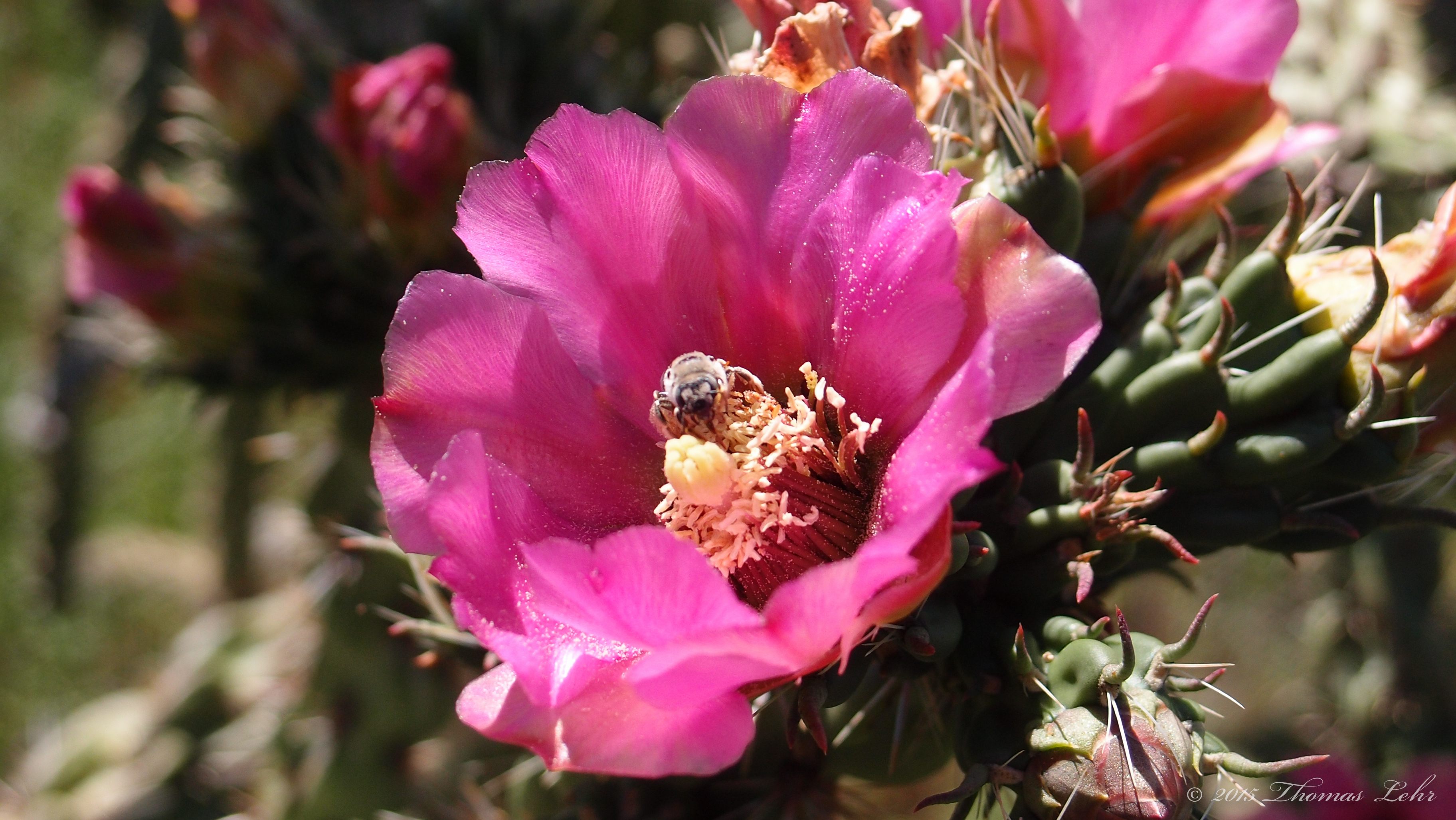 Like a dream that makes you