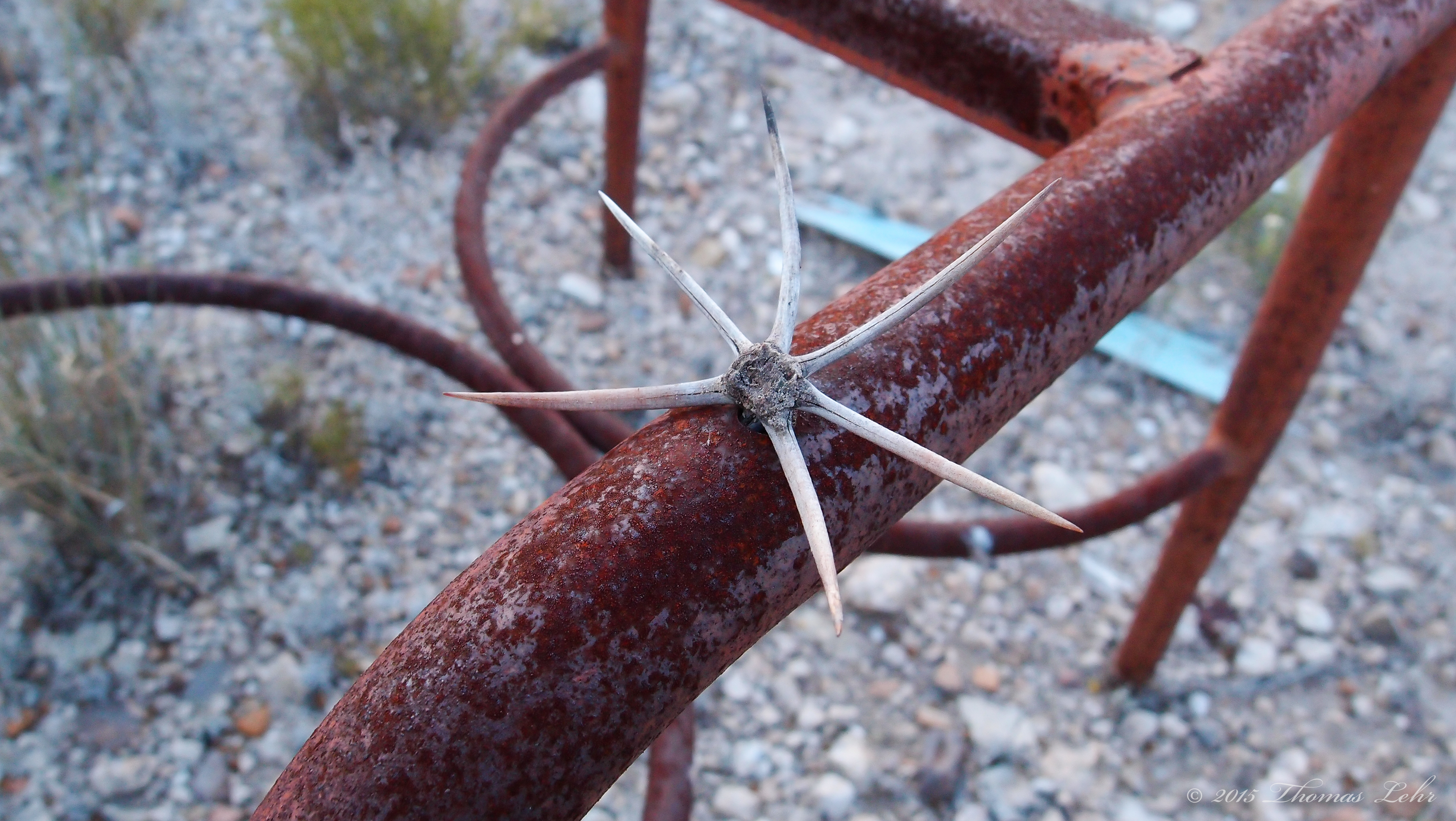 a flawed star, or hand, though he remembers no hands,