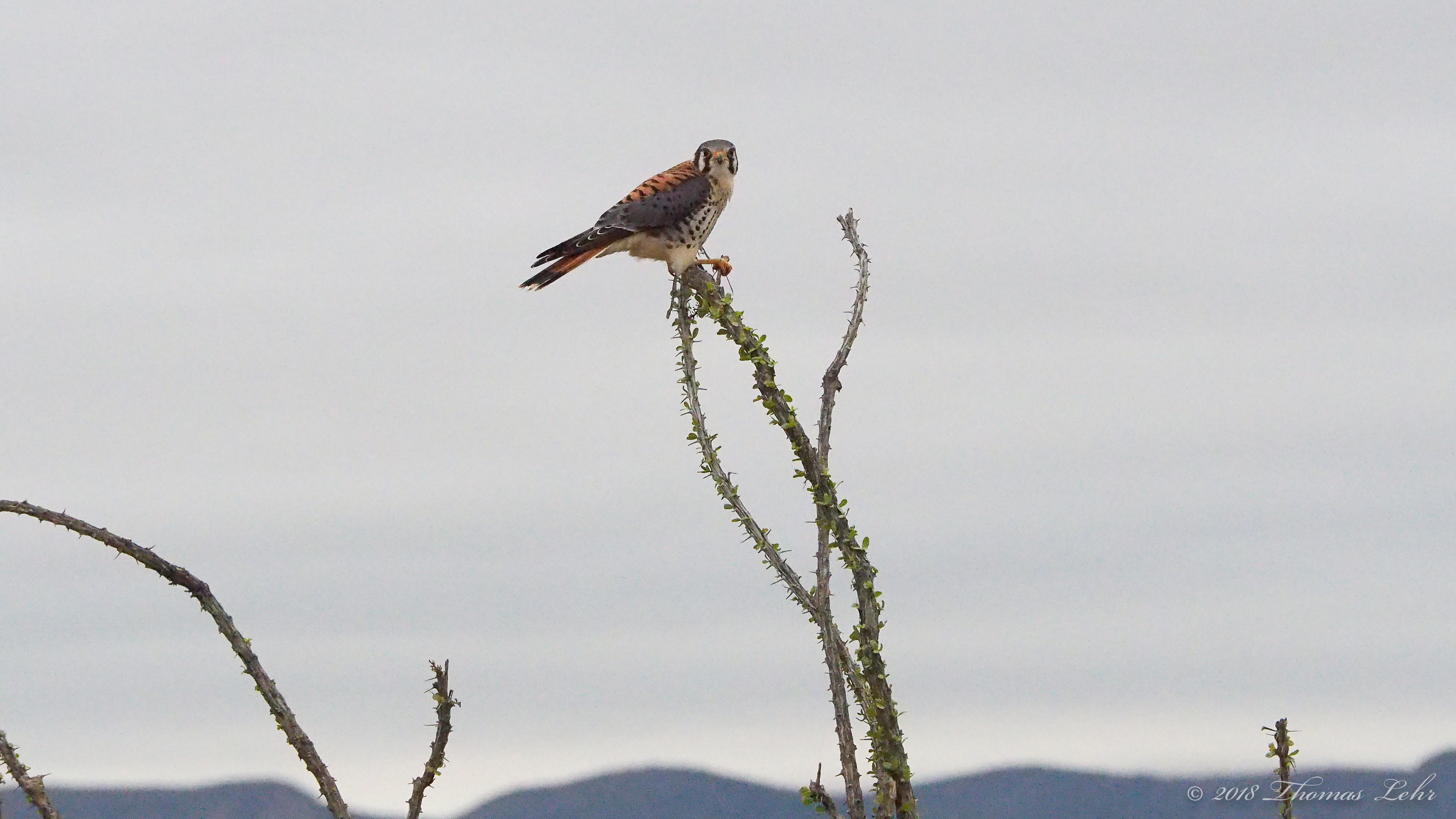 Come, lovers of dark corners,