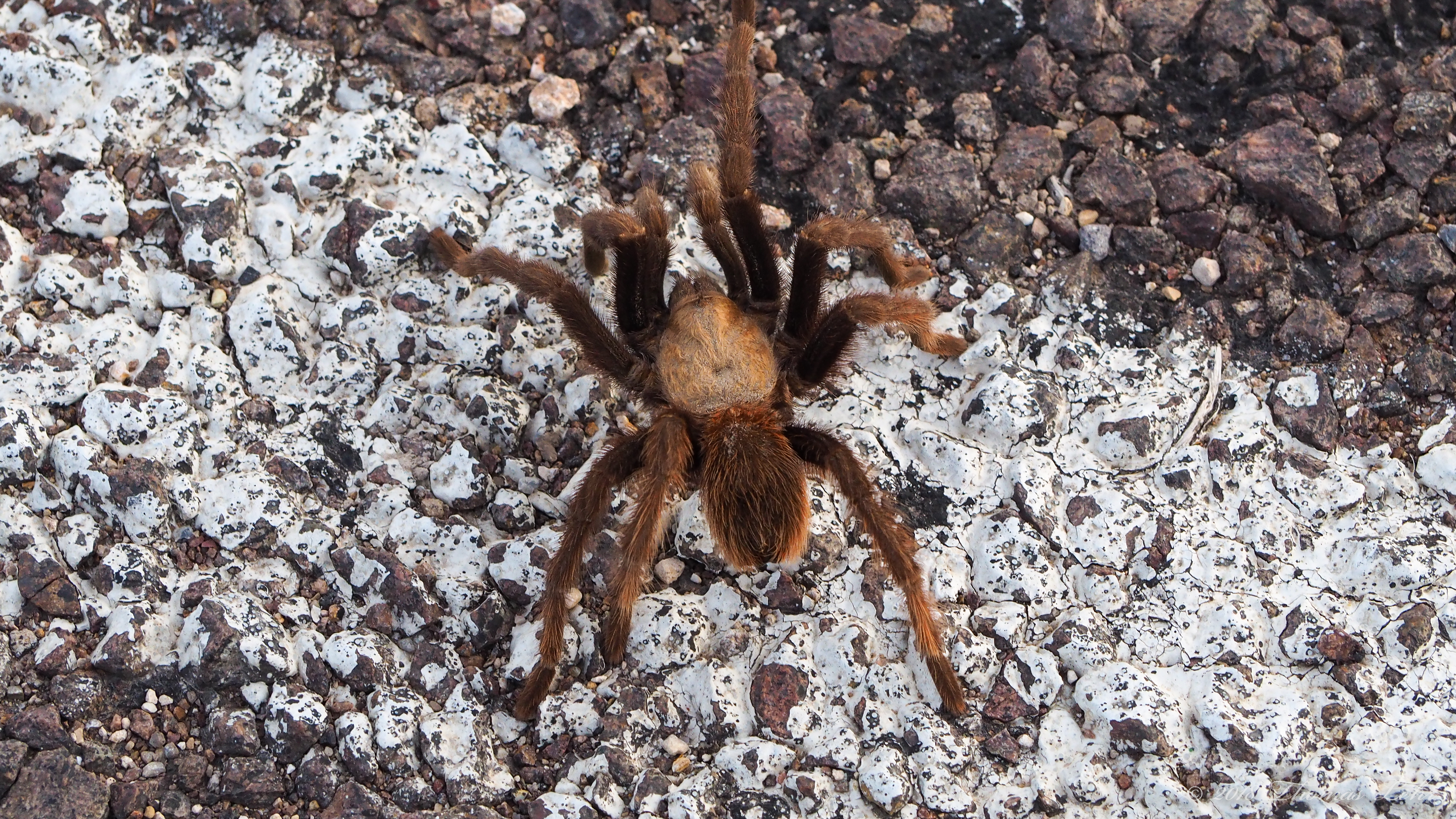 I am Federico García Lorca