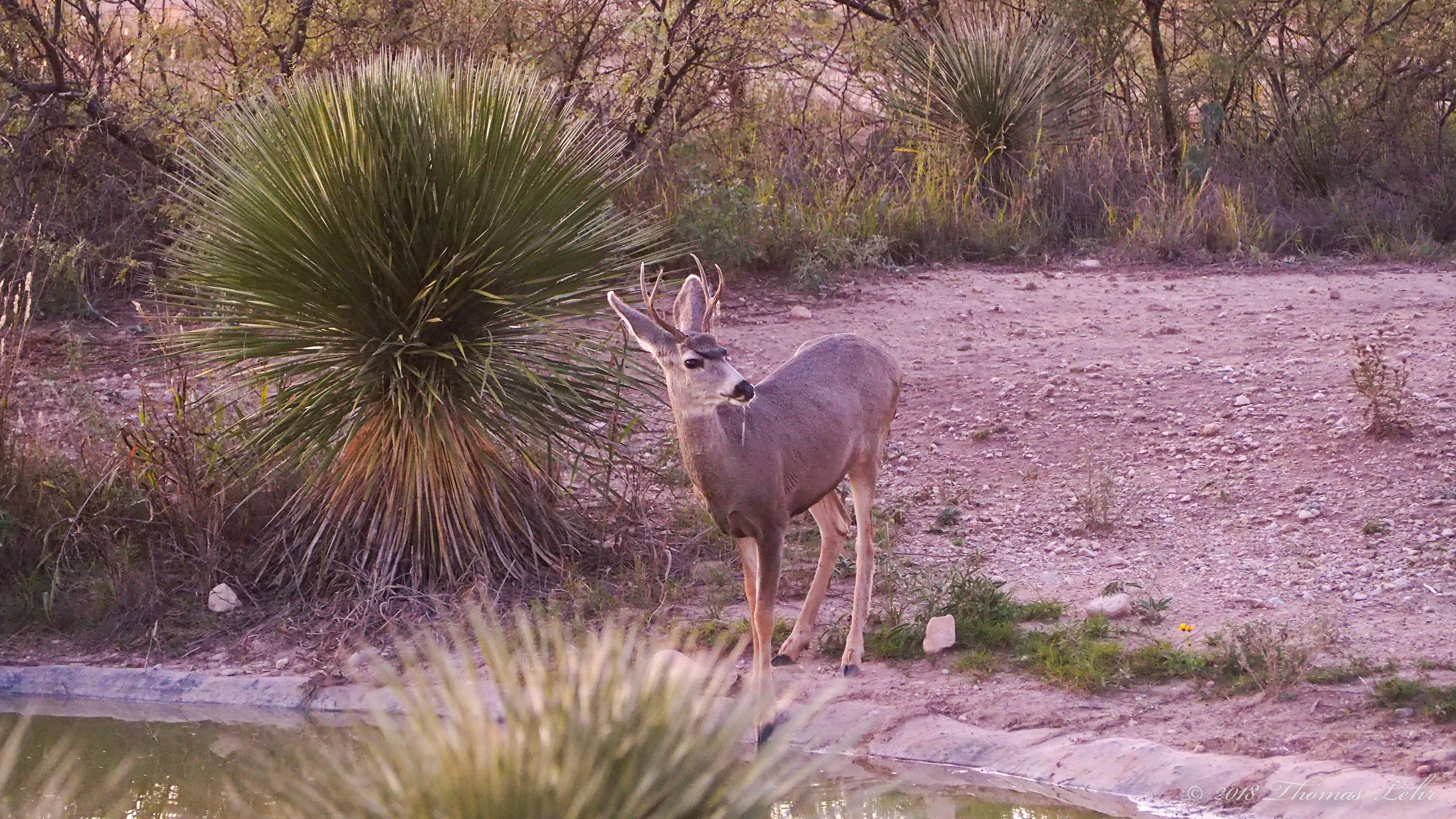 Or is it, as I suspect, just keeping going