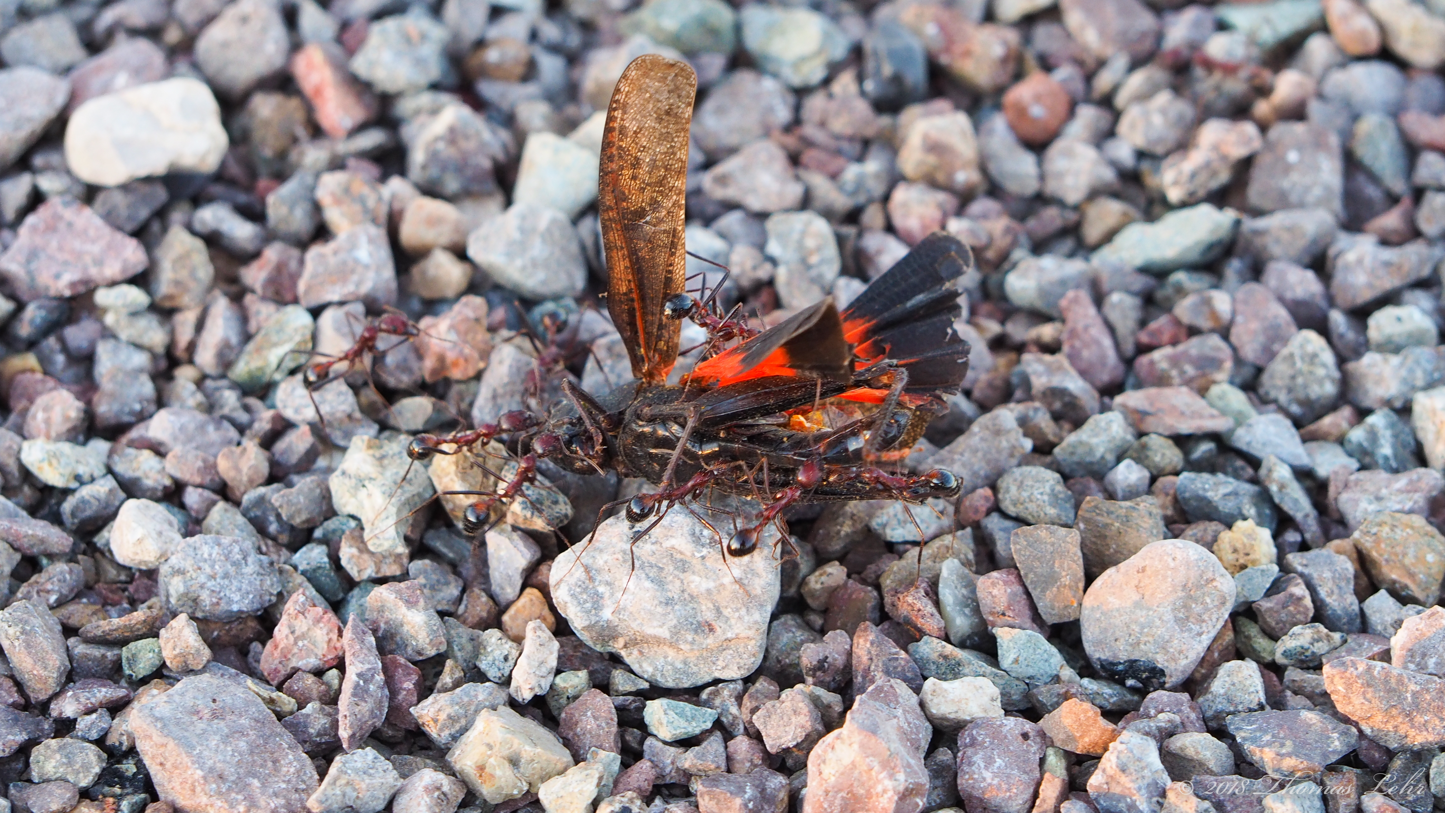 We do not know which to fear more,