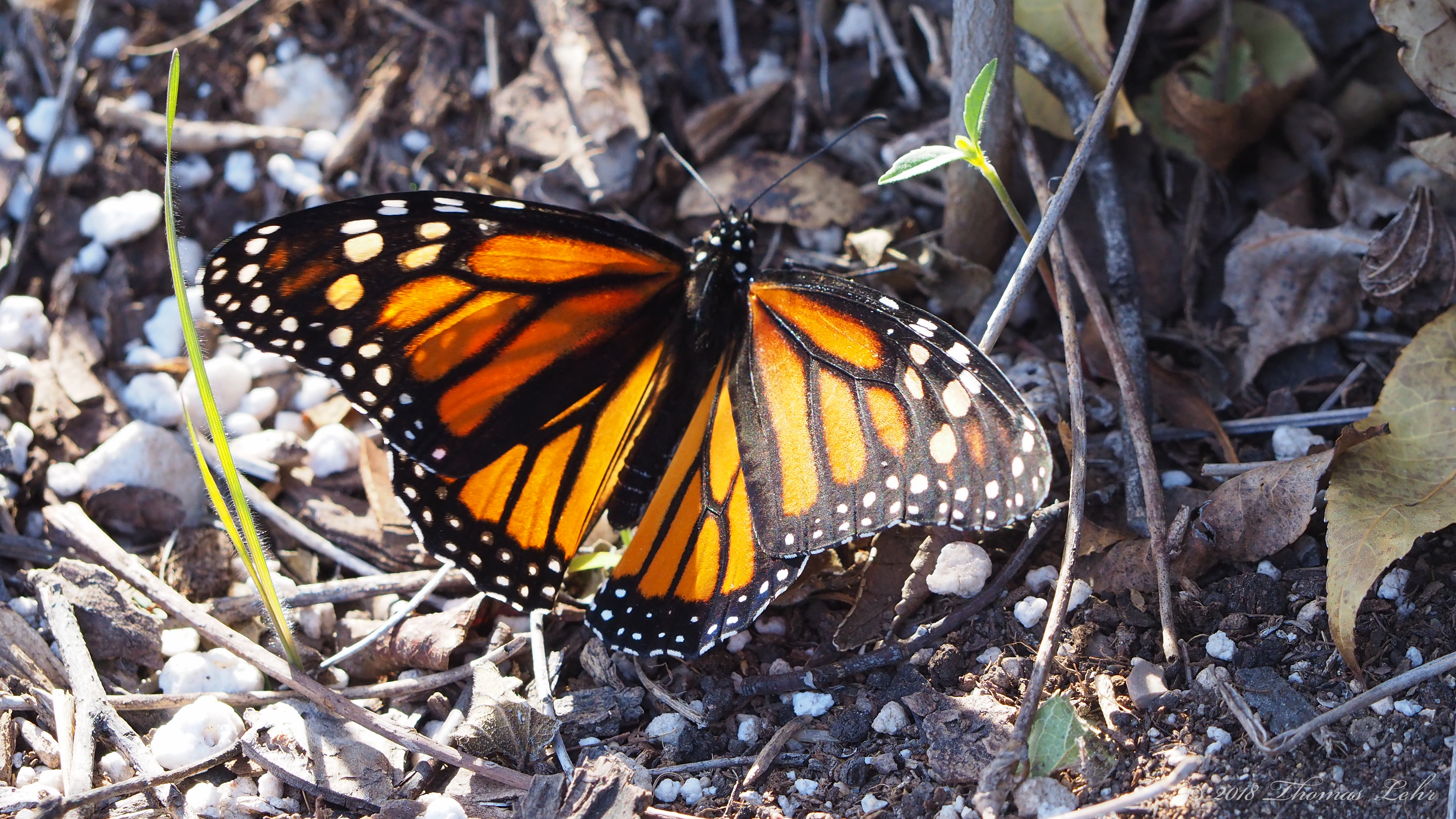 Strange love for the living, strange love for the dead