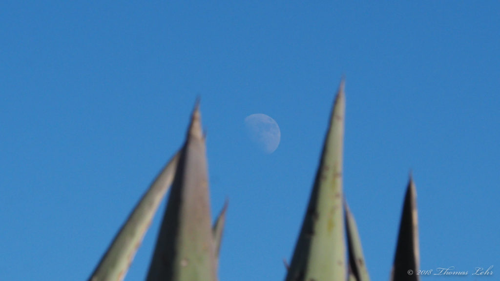 You gathering of random floating cells with style.