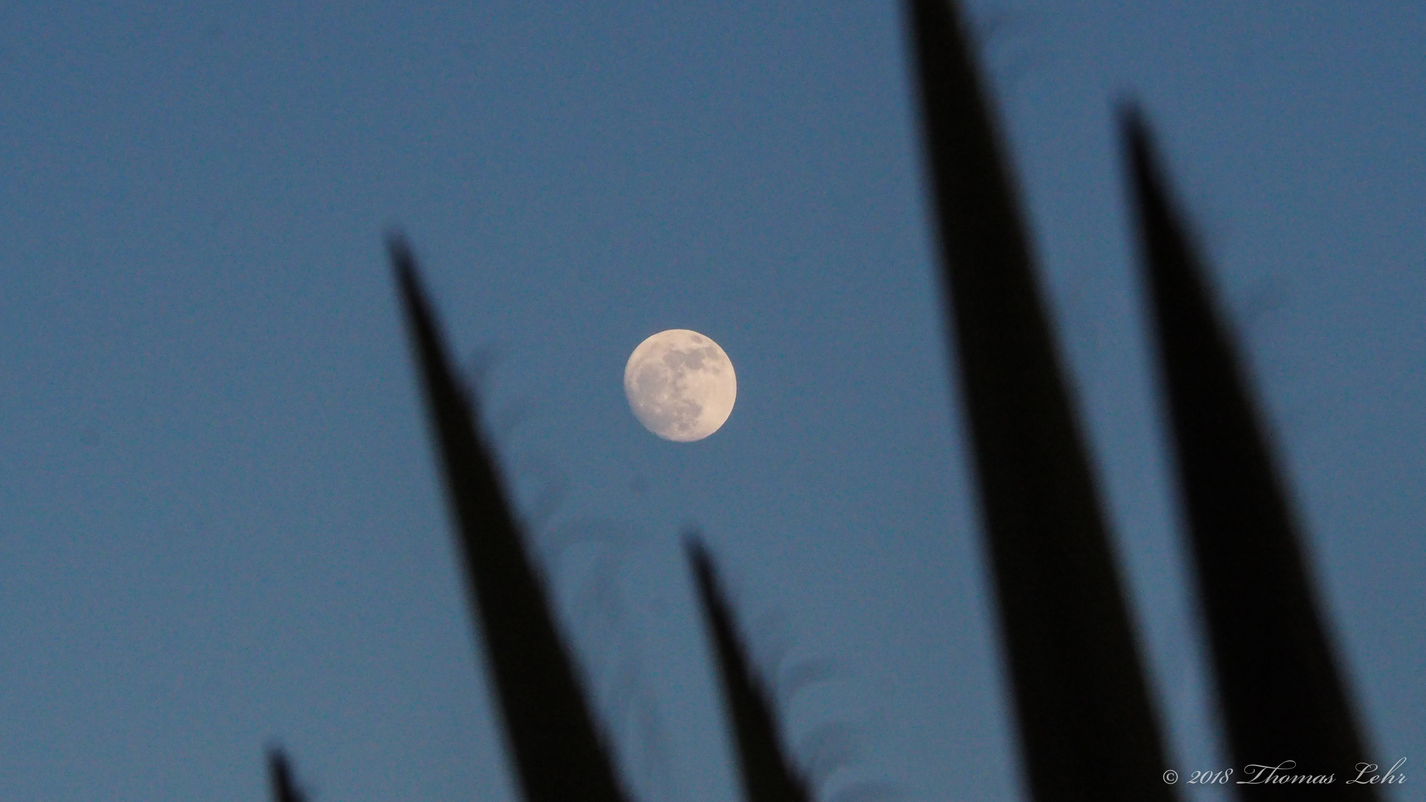 The planets turn. The trees are bare.