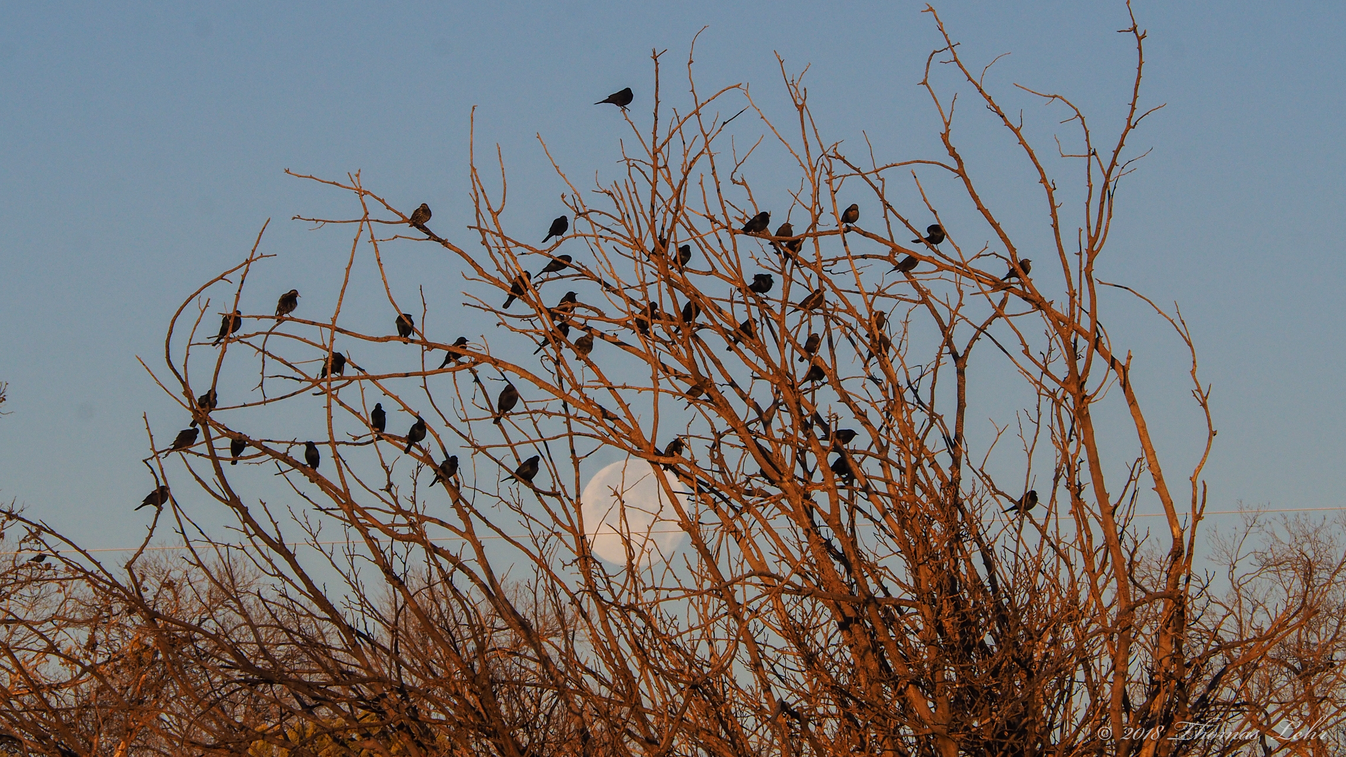 cells until they became miniature