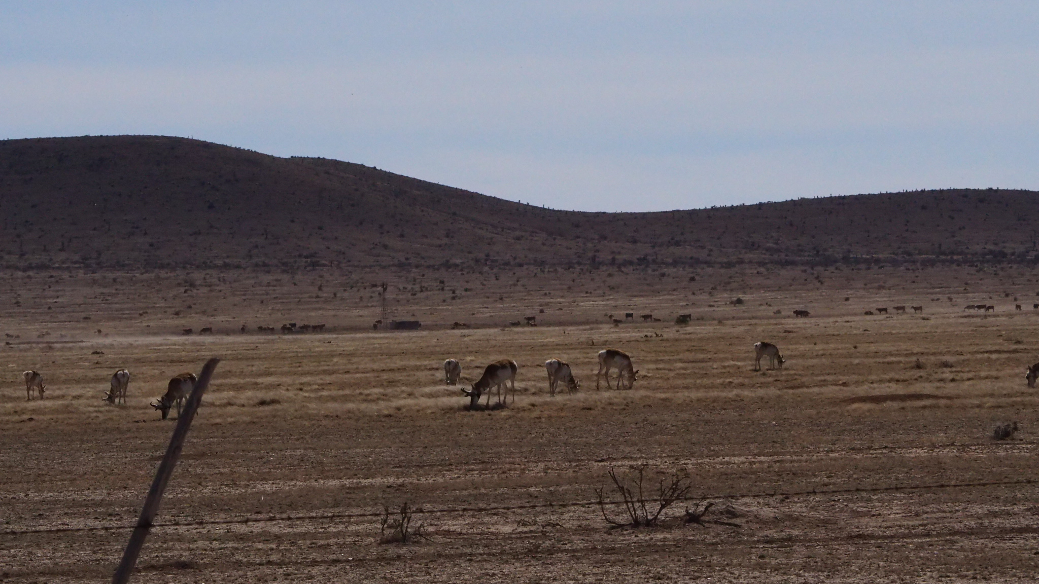 Tell me about despair, yours, and I will tell you mine.