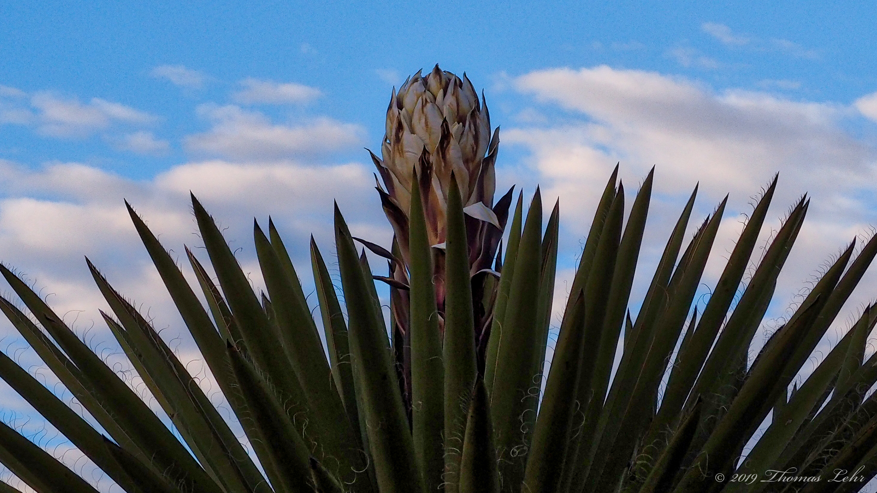 Now, I remember only the flavor —