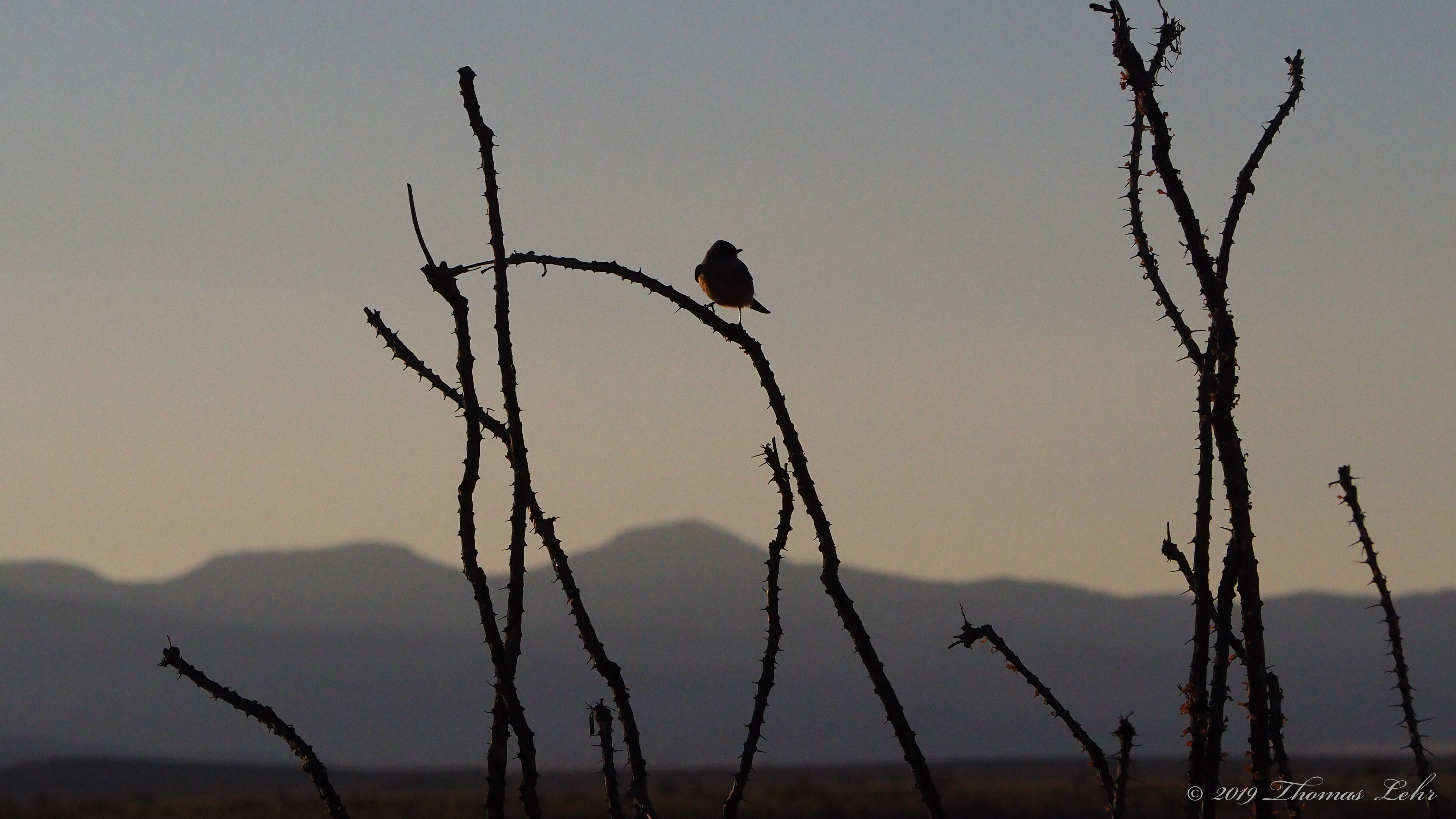 The regardless of stars, we gaze yet at them.