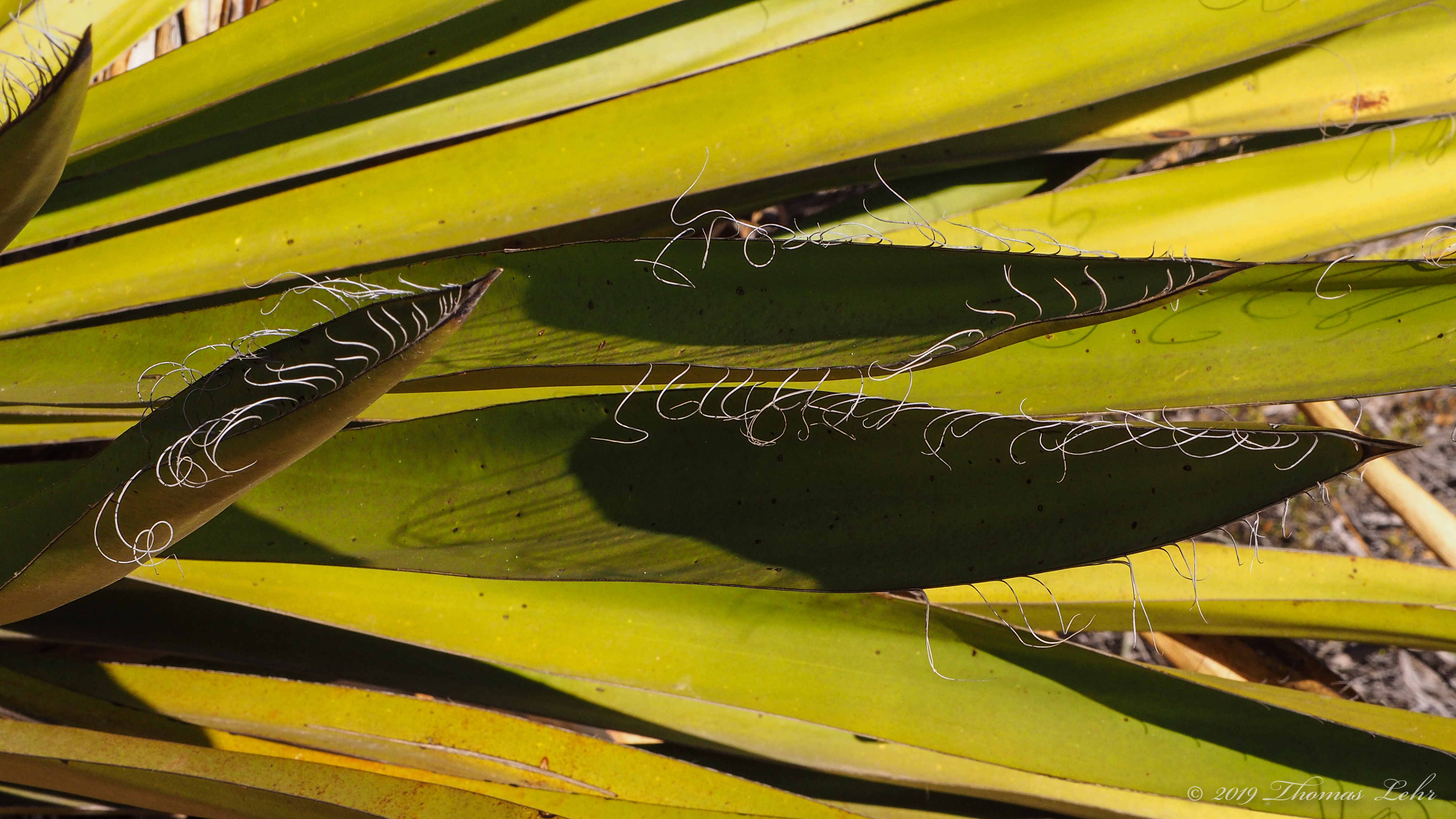 … I became, / all over again, briefly silver, as in what the leaves