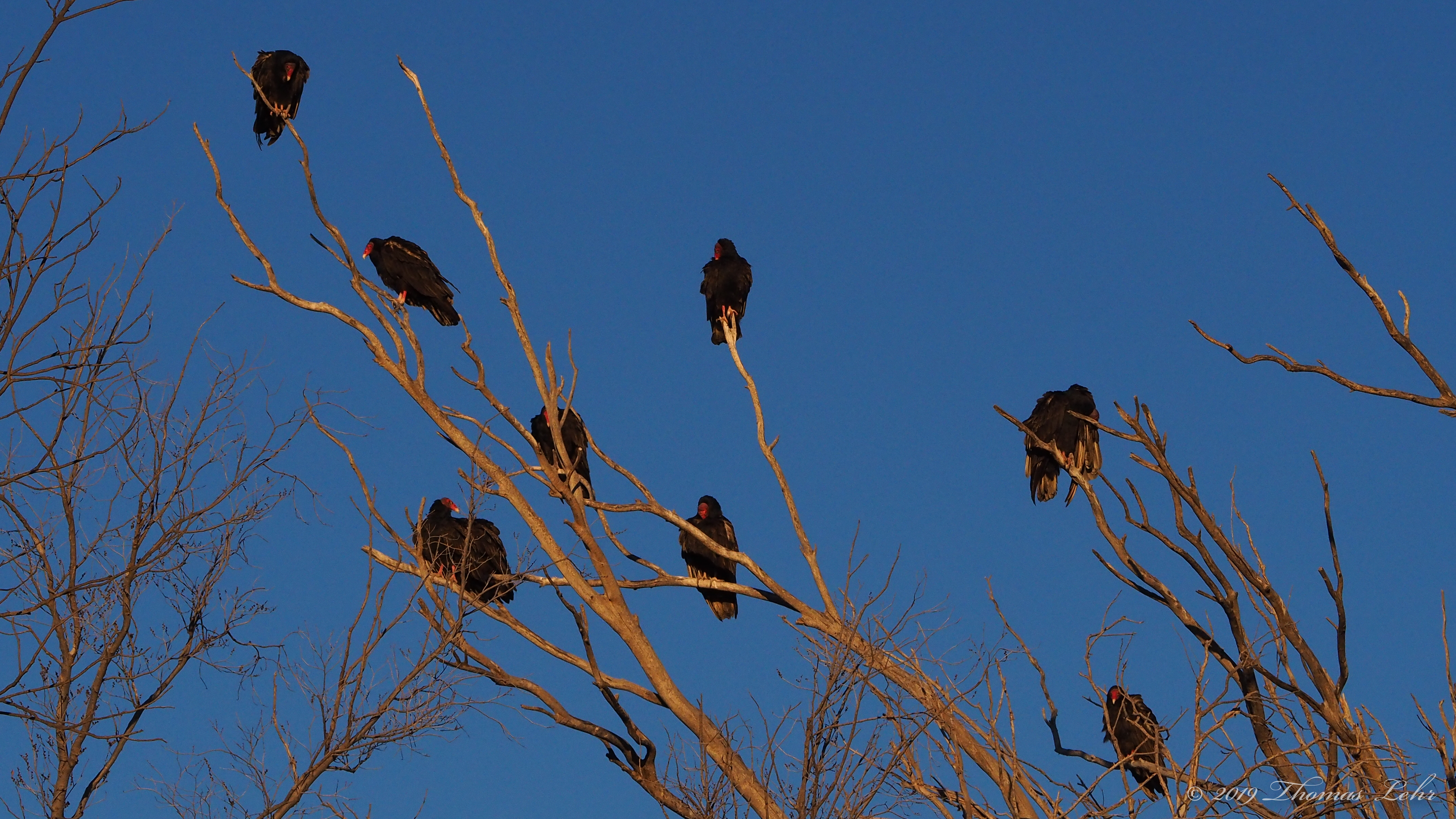 Every good horseman / learns to read