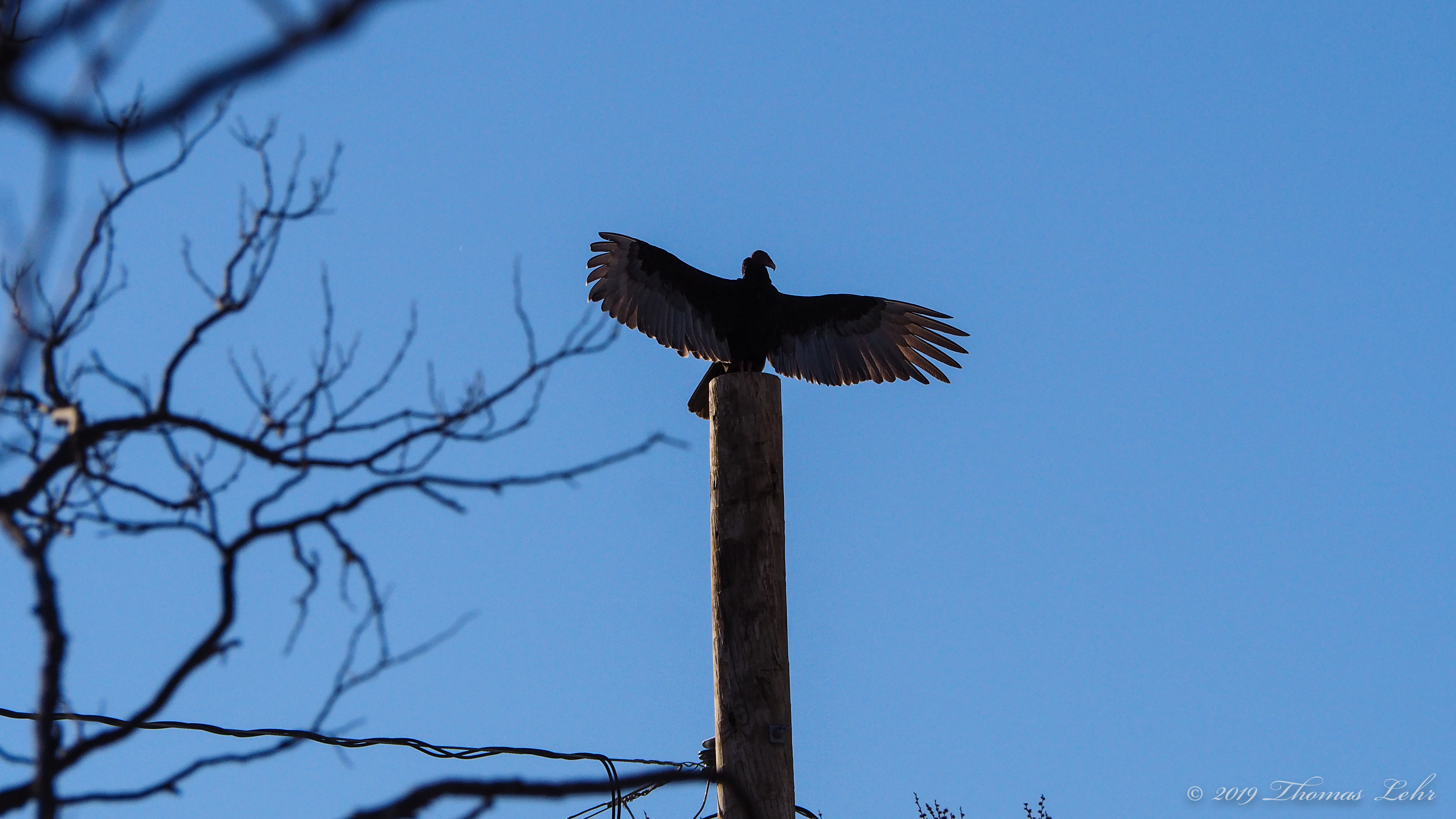 like horses over suddenly held-out hurdles