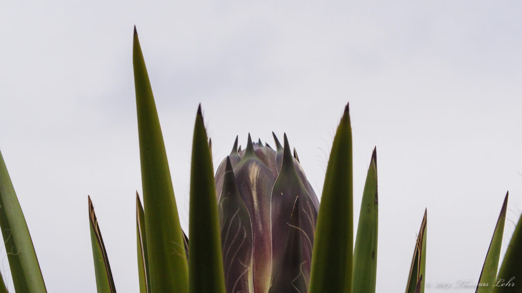 from far away. It passes and the police