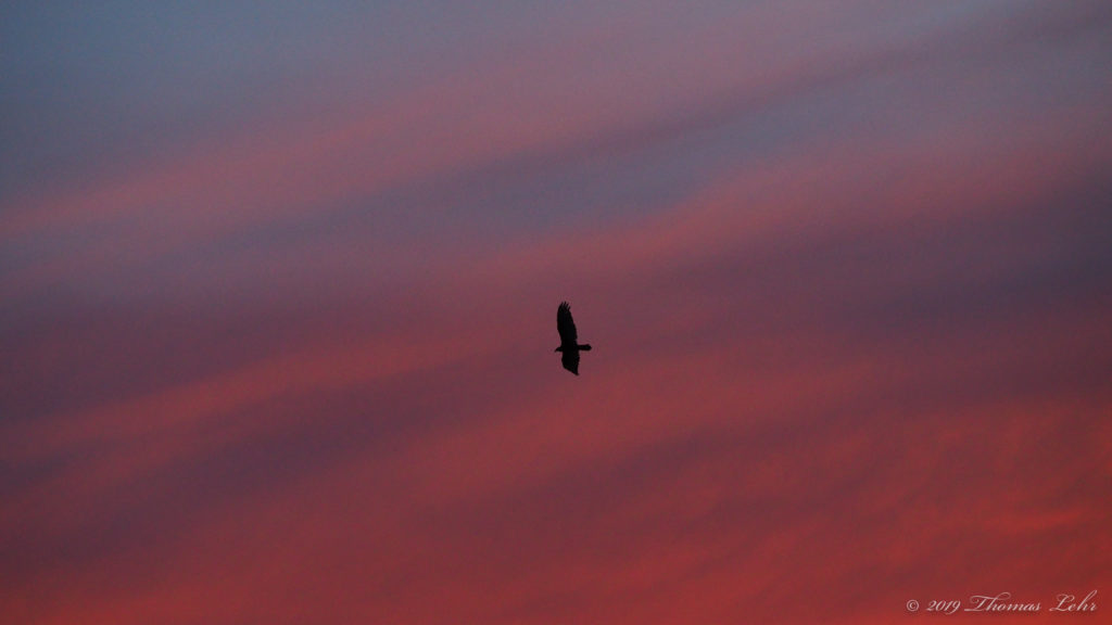the migrations of millions of verbs, wings and claws, seeds and hands;
