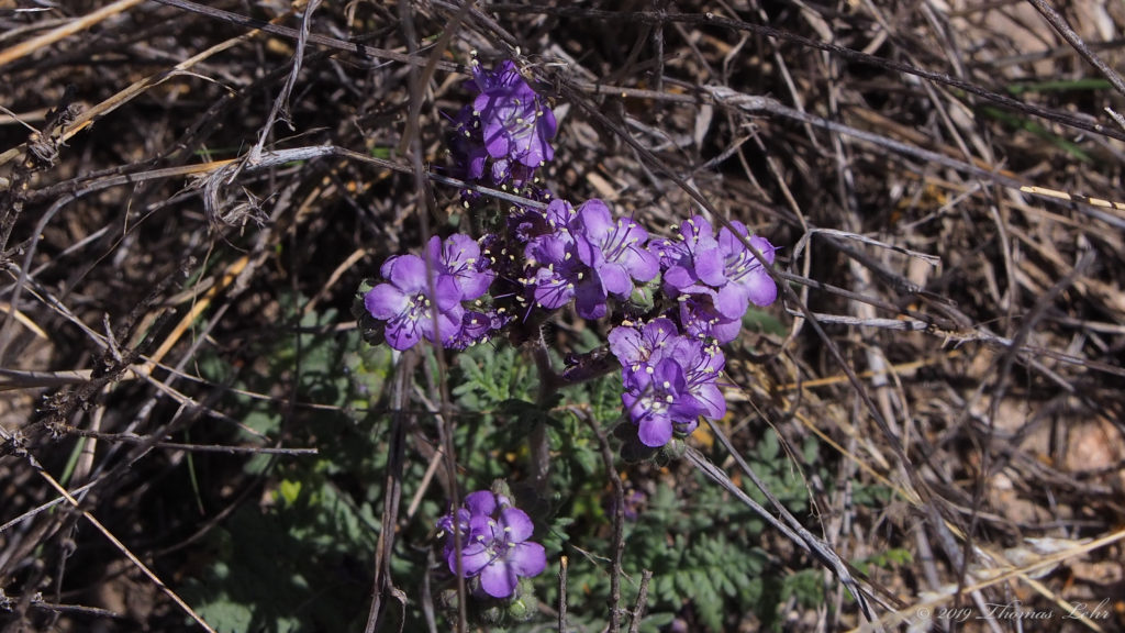 before you were human? Did you