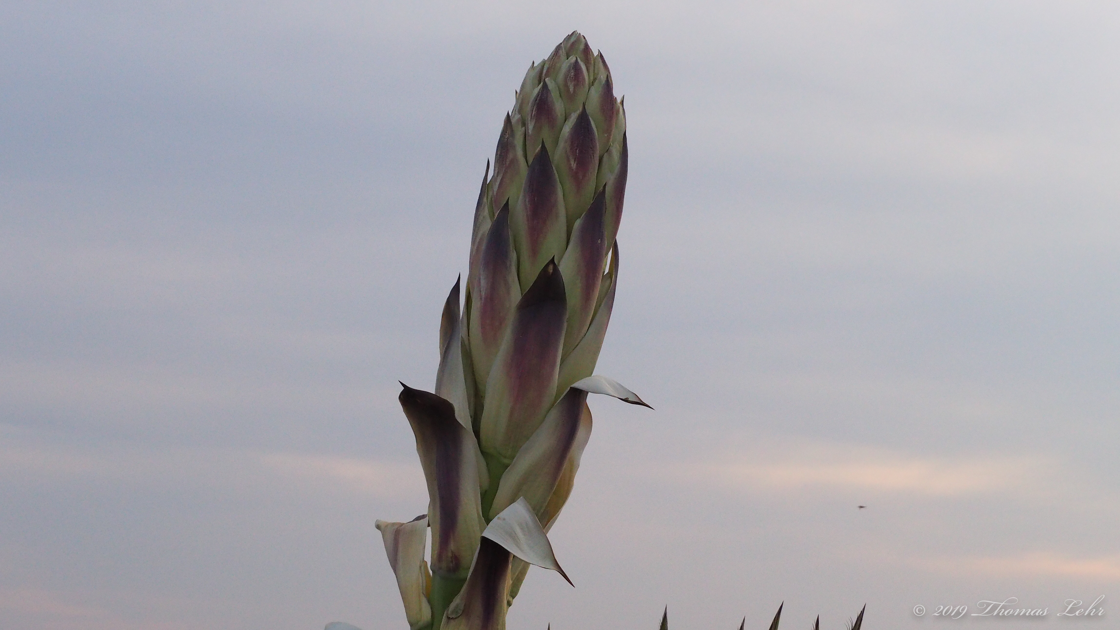 I was thinking of you