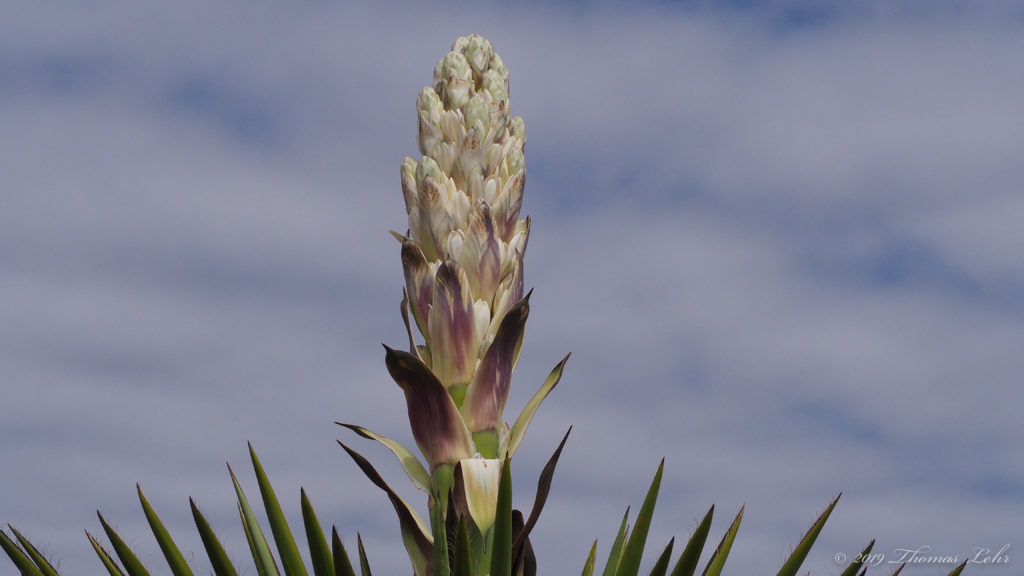 Purple and yellow. Five petals.