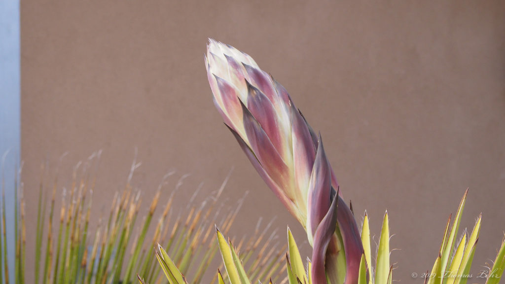  Once Cupid shot an arrow dipped in the ink of a pansy into the eyelid of a sleeping child.