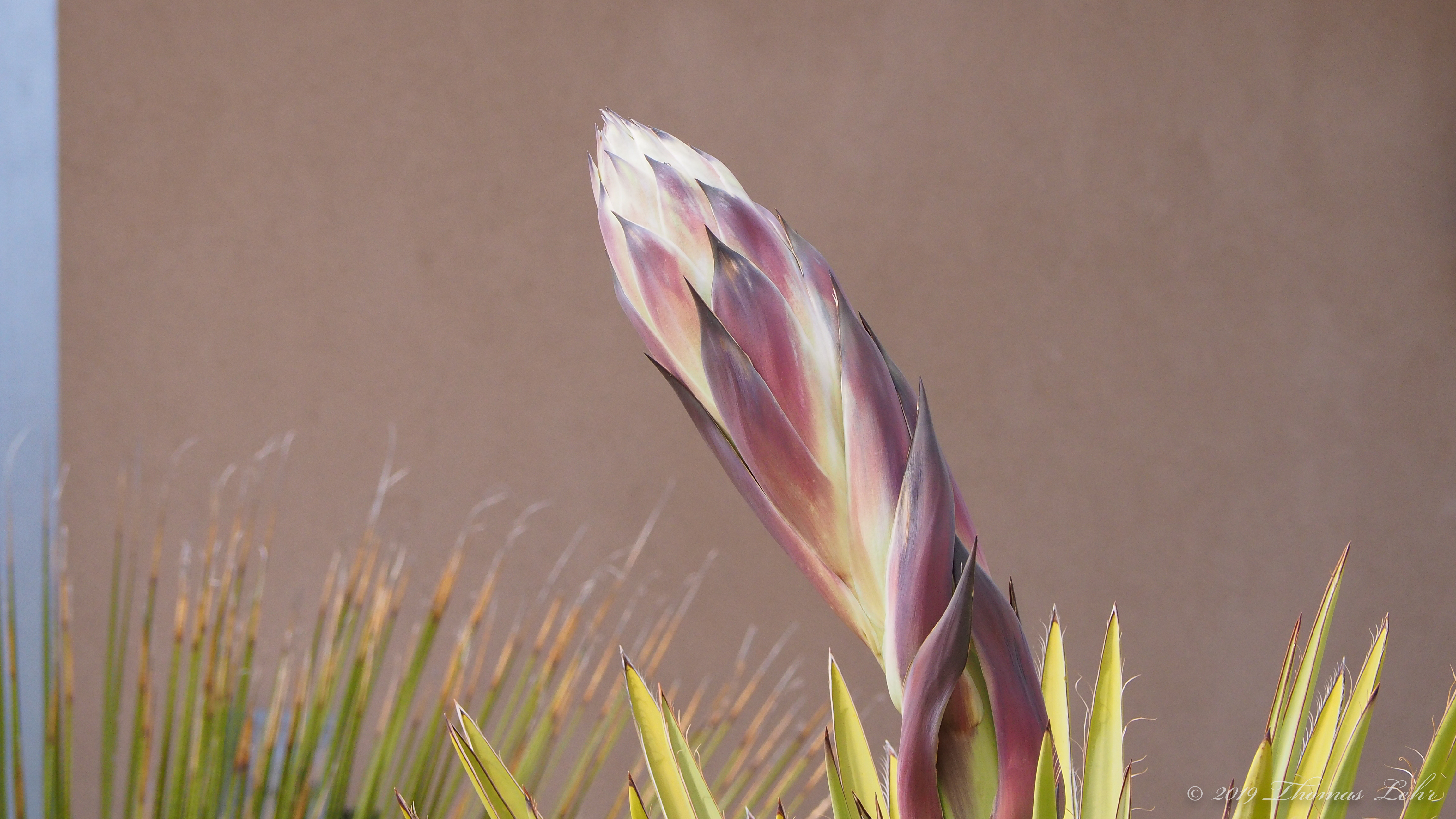 Pensées sauvages: wild pansies, like violets, have the shape of thoughts, savage thoughts, colored thoughts, sprung from a stem.