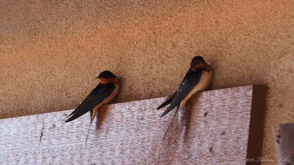 being where iridescence grows flowers. —Fanny Howe