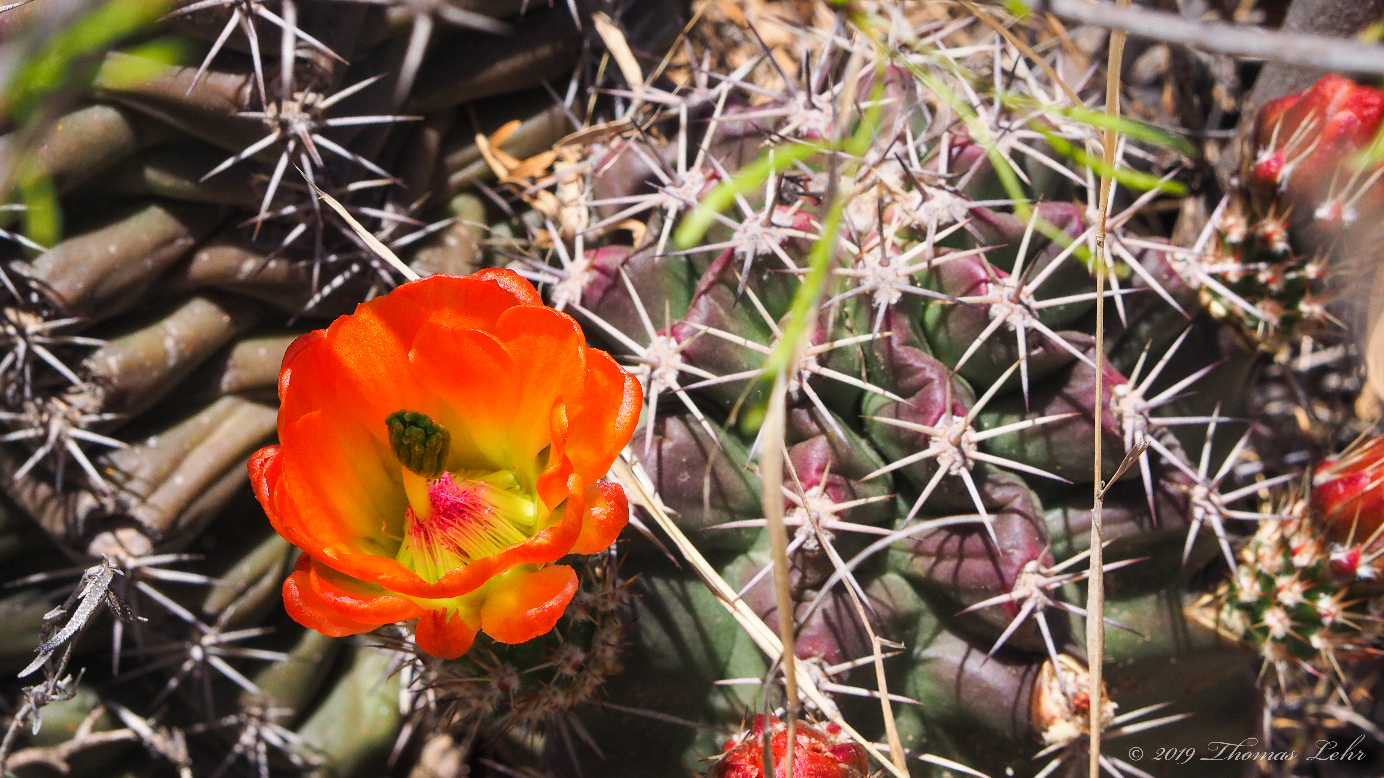 All I’ve got to show’s a splinter / For my little fling