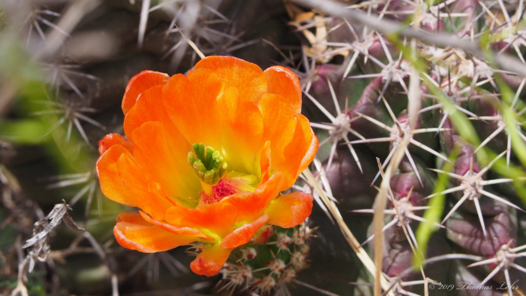 in the background; from joy