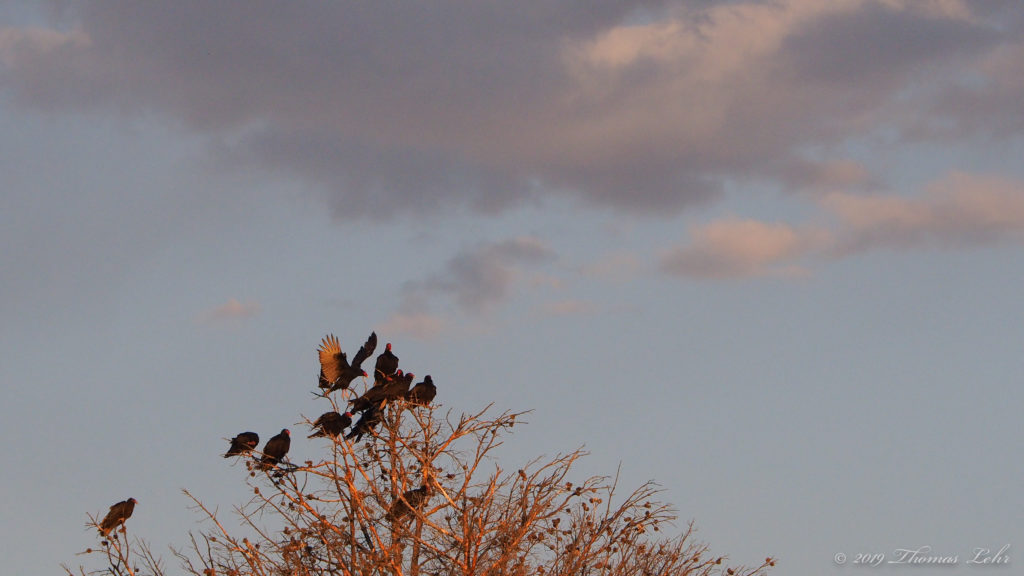 to joy to joy, from wing to wing,