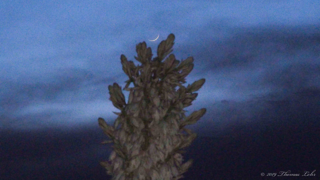 of roses & hello: —E. E. Cummings