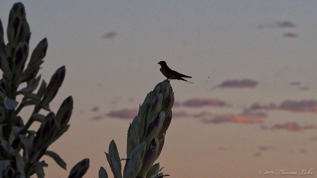 not just by honeysuckle