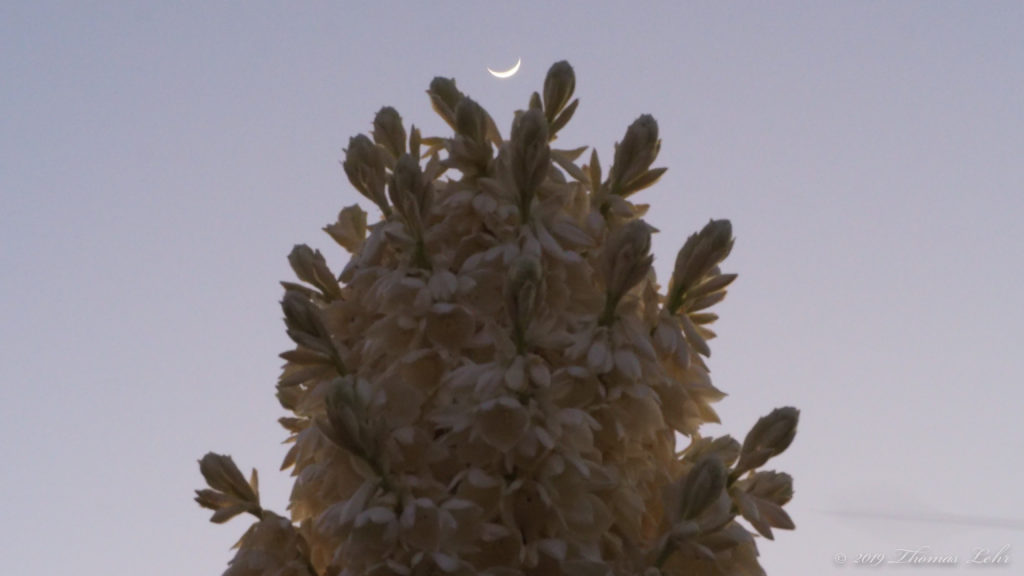 but by everything—marigolds, —Claire Wahmanholm