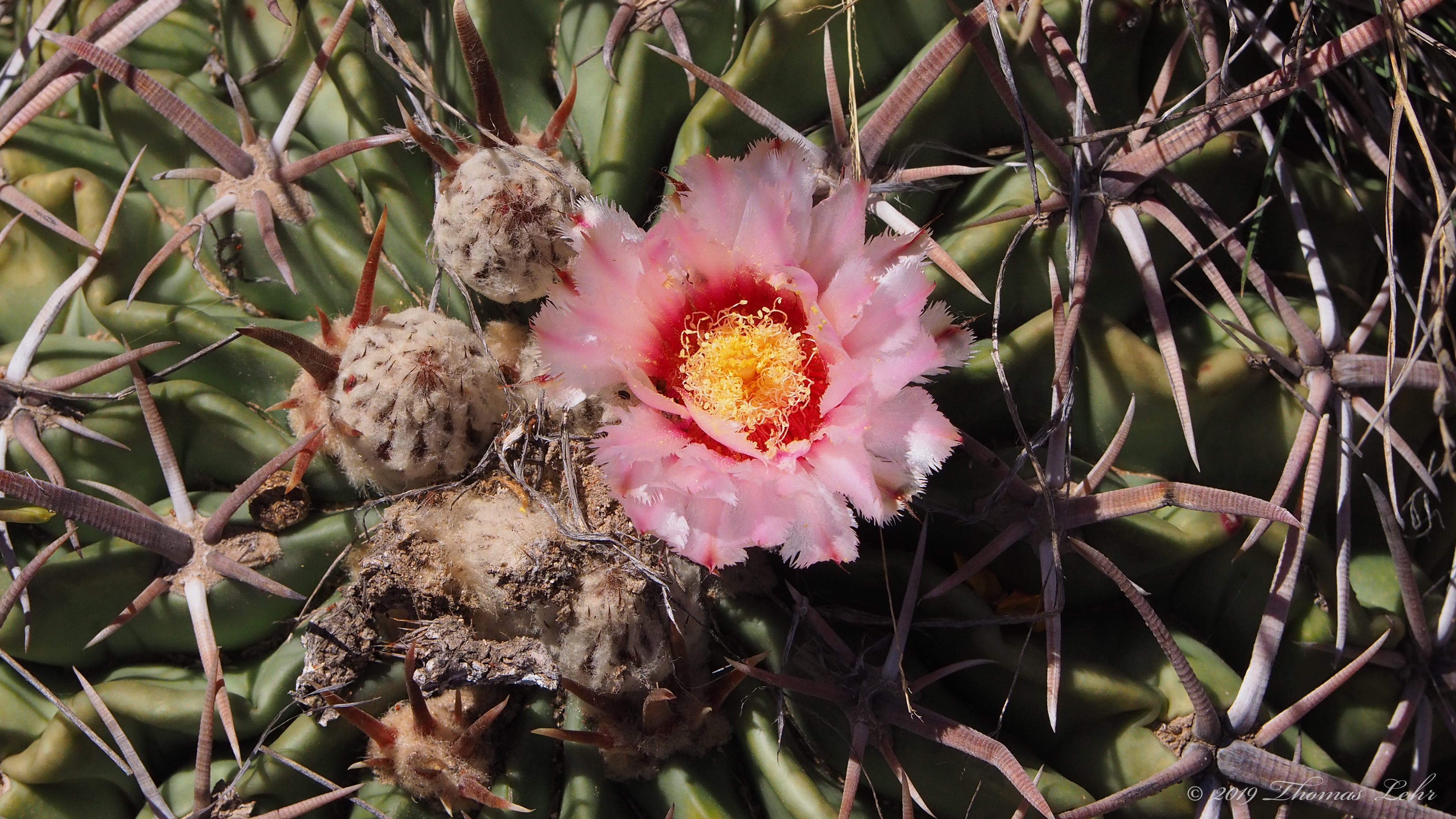 The earth is a crumpled sheet.