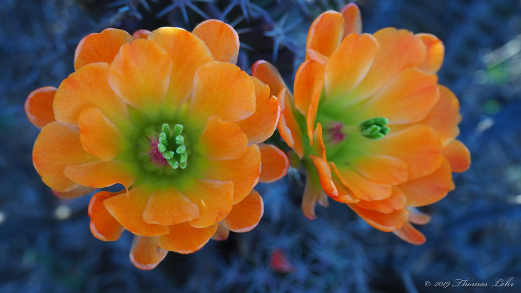 The lashes on his cheeks stiffen like streaks of humming sun.