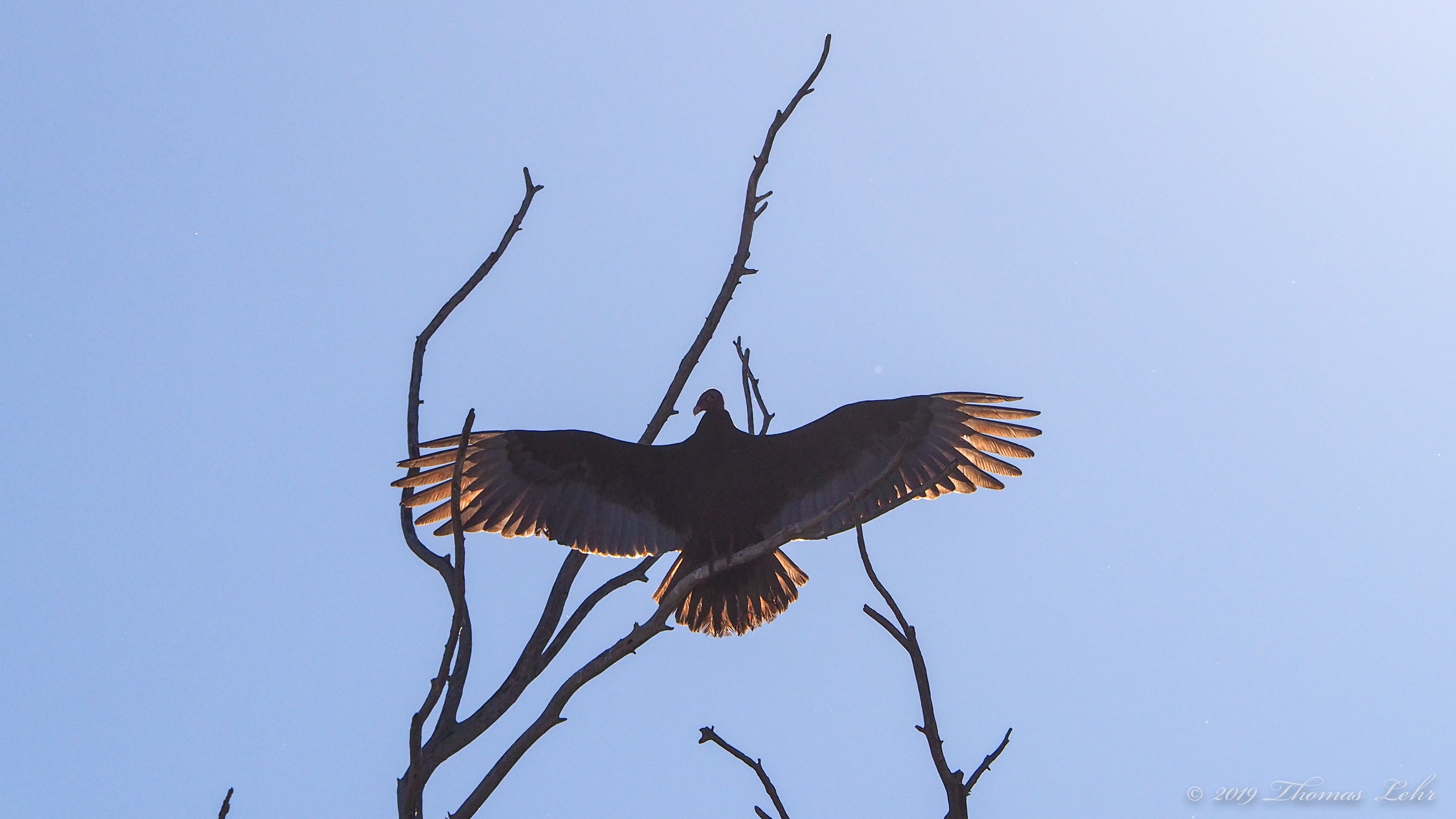 I like to think I have a wing