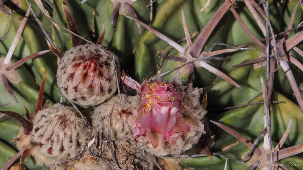 that I’ve swallowed Icarus whole,