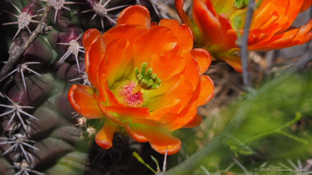 wax and all, in the moment