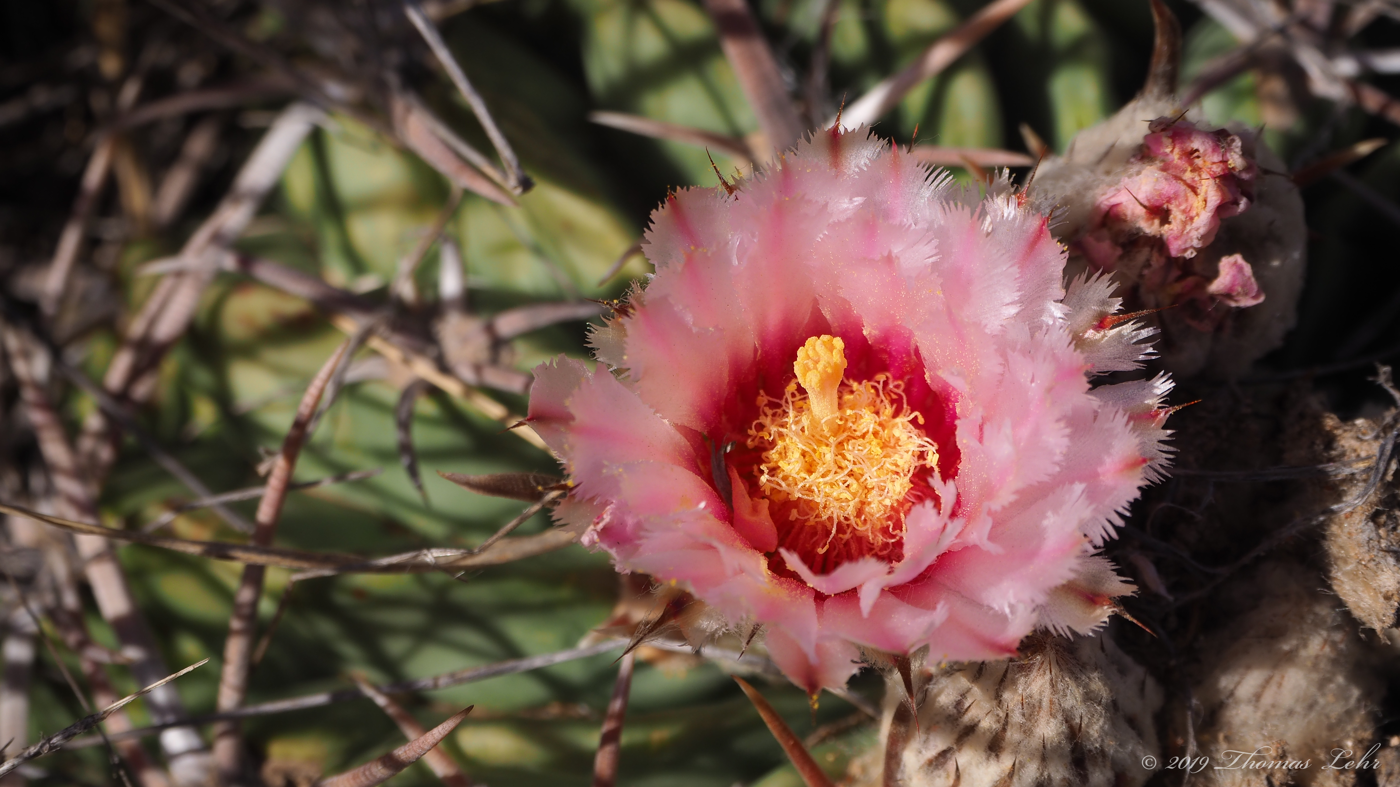 You wake and the candles are lit as if by themselves,
