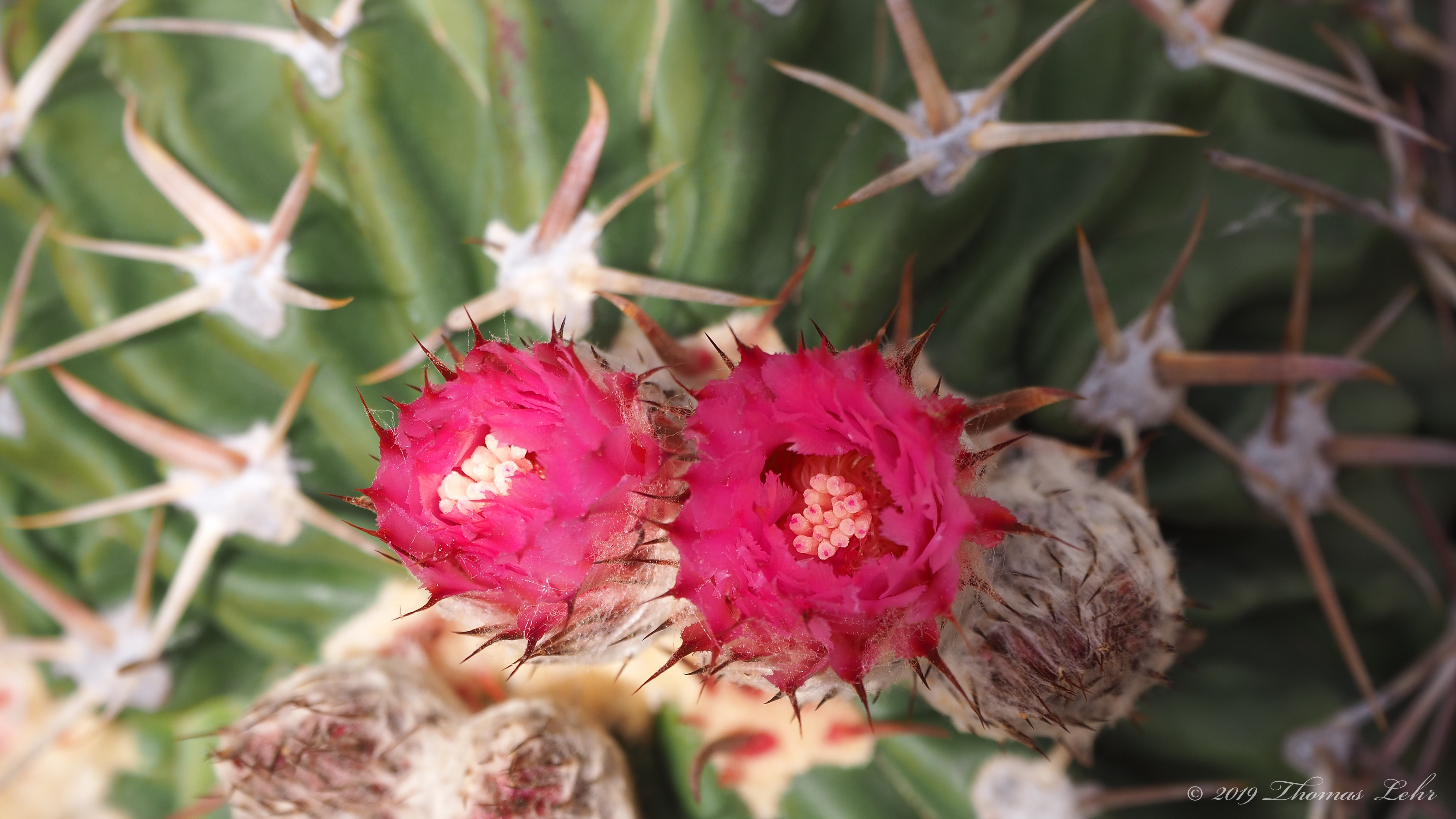 seeks out / their hands, curls five fingers around a small and frantic heart,