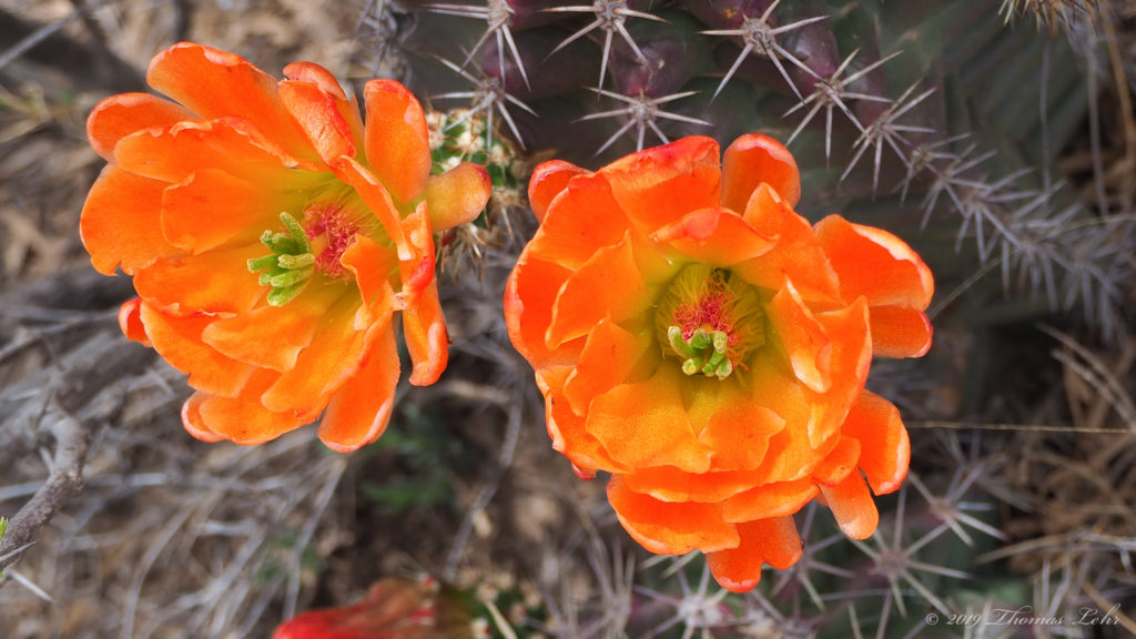 and not yet lost, and what is curled up in our touch, what is found