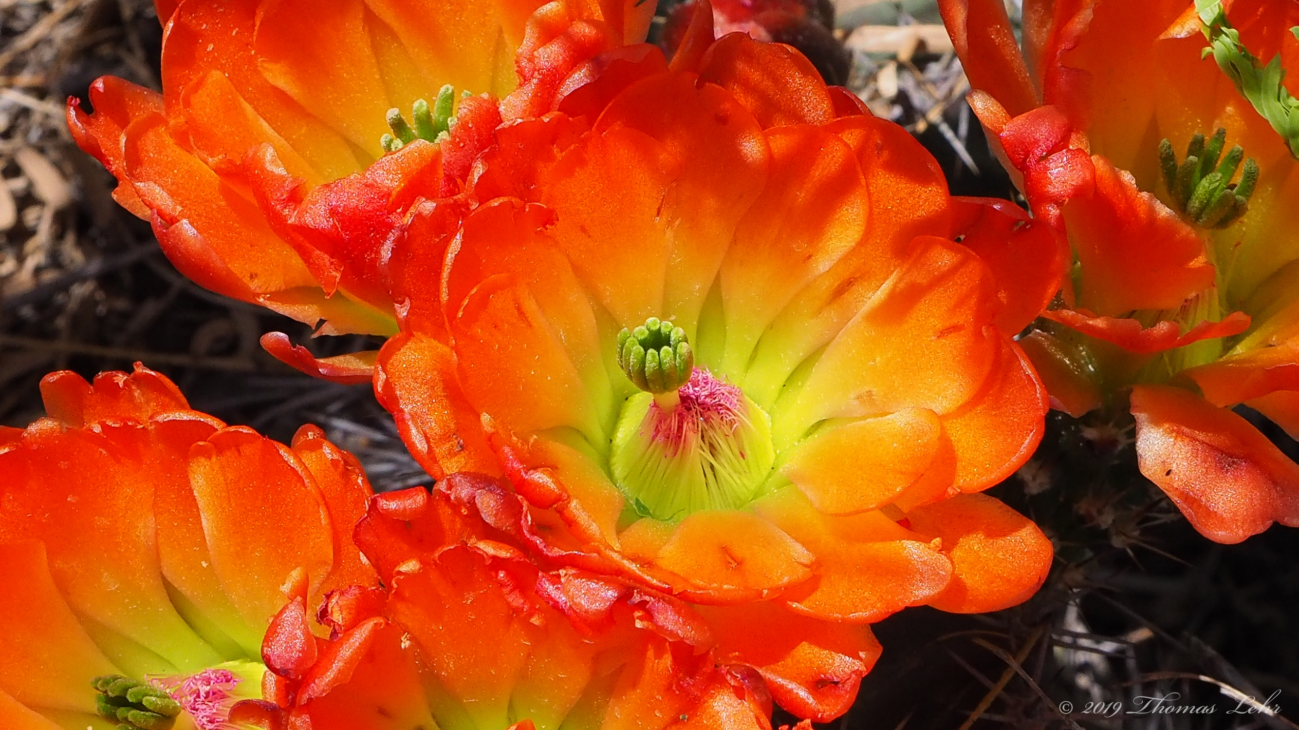 The angels were once as plentiful