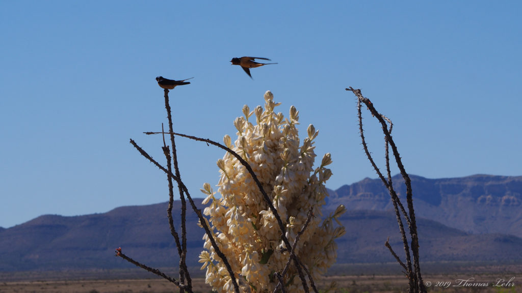 timer pings. Roll up