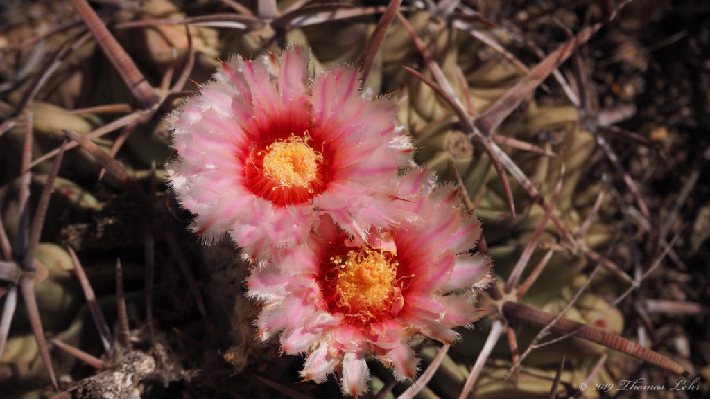 A passion joined to courtesy and art