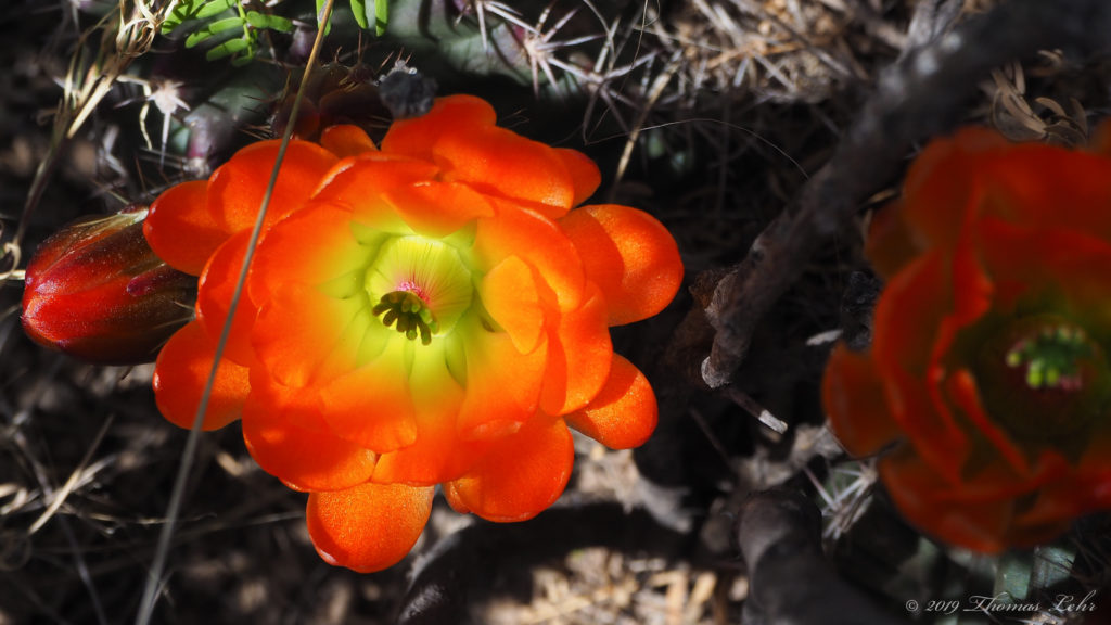 Which has the quality of something made,