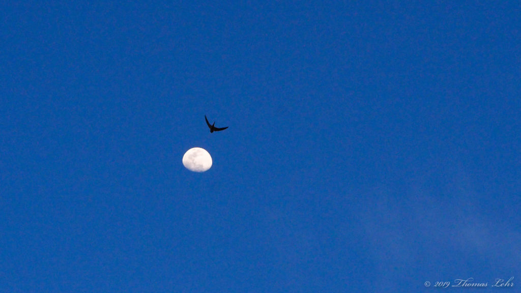 Like a rose window or the firmament. —Richard Wilbur