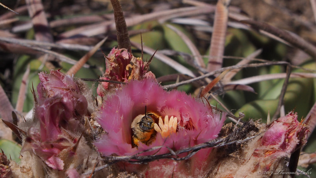 and weaving bees and had a class