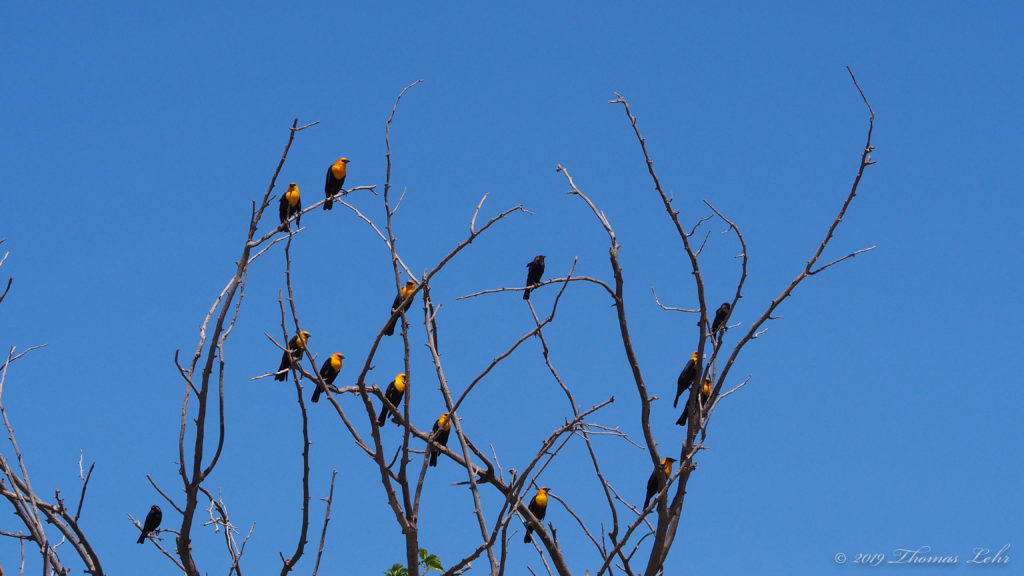 returns again to live in Taurus’ house,