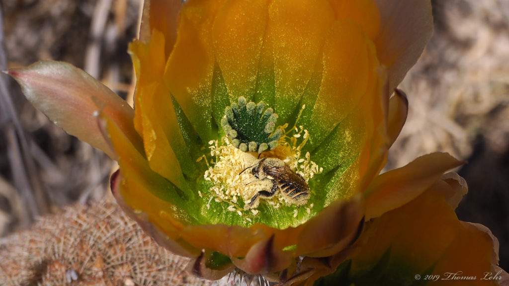 vigor spills forth out of his flaming horns