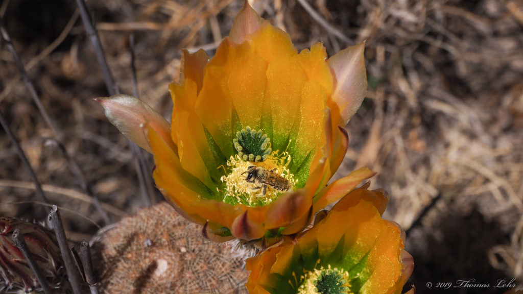 and tricks the whole world out in fresher colors. —Petrarch, translated by David Young